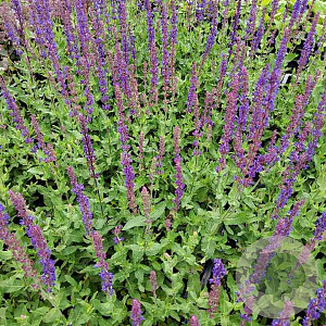 Salvia nem. 'Tänzerin' GM P9