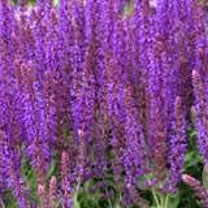 Salvia nem. 'Tänzerin' GM P9