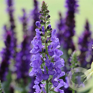 Salvia sylv. Sky Blue Marvel GM P9