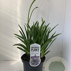 Agapanthus 'Dr Brouwer' 25-30 cm 3,0L