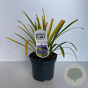 Agapanthus 'Dr Brouwer' 25-30 cm 3,0L