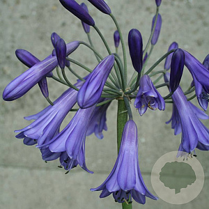 Agapanthus 'Purple Cloud' GM P9