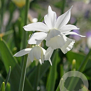 Narcissus (trs) 'Thalia' GM P9