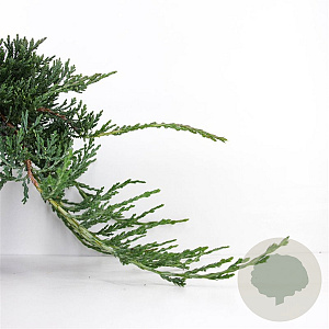 Juniperus horizontalis 'Wiltonii' 30-40 cm 5,0L
