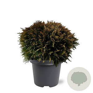 Thuja occidentalis 'Danica Aurea' 30-40 cm 5,0L