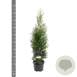 Thuja occidentalis 'King of Brabant' 60-80 cm 3,0L