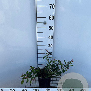 Chaenomeles sup. 'Nicoline' 25-30 cm 2,5L