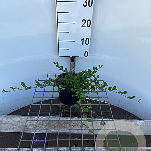 Cotoneaster dammeri 30-40 cm C1.3