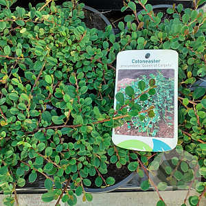 Cotoneaster pr. 'Queen of Carpets' 20-25 cm C1.3