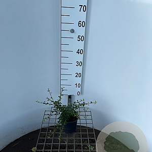 Cotoneaster suec. 'Coral Beauty' 30-40 cm C1.3