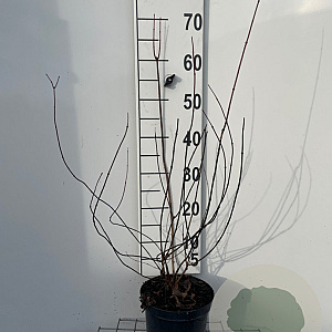 Philadelphus 'Lemoinei' 50-60 cm 3,0L
