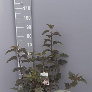 Physocarpus opulif. 'Diabolo' 80-100 cm 7,5L