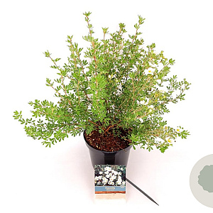 Potentilla f. 'Abbotswood' 30-40 cm 3,0L