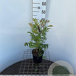 Sorbaria sorbif. 'Sem' 30-40 cm 2,5L