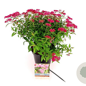 Spiraea jap. 'Anthony Waterer' 25-30 cm 3,0L