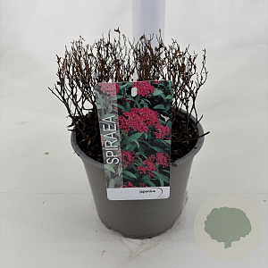 Spiraea jap. 'Anthony Waterer' 25-30 cm 3,0L
