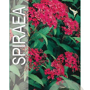 Spiraea jap. 'Anthony Waterer' 25-30 cm 3,0L