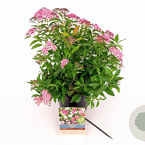 Spiraea jap. 'Genpei' 25-30 cm 3,0L