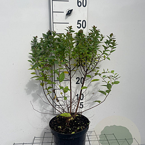 Spiraea jap. 'Manon' 30-40 cm 3,0L