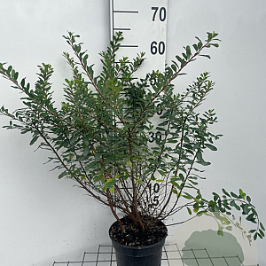 Spiraea nipp. 'Snowmound' 50-60 cm 3,0L