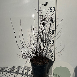 Spiraea nipp. 'Snowmound' 50-60 cm 3,0L