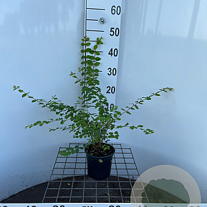 Symphoricarpos ch. 'Hancock' 40-50 cm C1.3