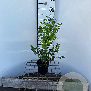 Symphoricarpos d. 'White Hedge' 30-40 cm C1.3