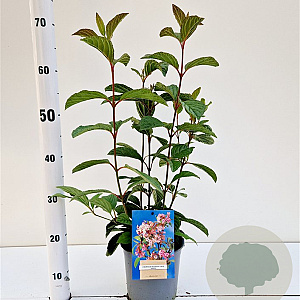 Viburnum bodn. 'Dawn' 30-40 cm 2,5L