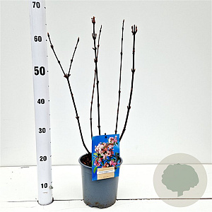 Viburnum bodn. 'Dawn' 30-40 cm 2,5L