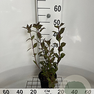 Weigela florida 'Foliis Purpureis' 30-40 cm 2,0L