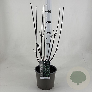 Cornus alba 'Kesselringii' 50-60 cm 3,0L