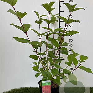 Cornus alba 'Sibirica' 60-80 cm 3,0L
