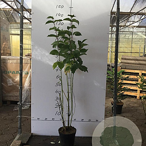 Cornus alba 'Sibirica' 80-100 cm 5,0L