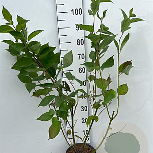 Cornus alba 'Sibirica' 80-100 cm 5,0L