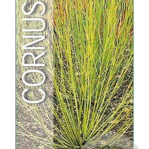 Cornus sericea 'Flaviramea' 50-60 cm 3,0L