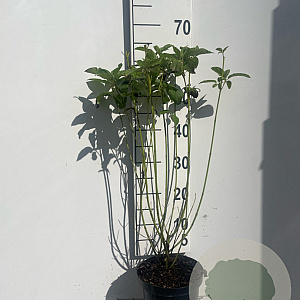 Cornus sericea 'Flaviramea' 60-80 cm 3,0L