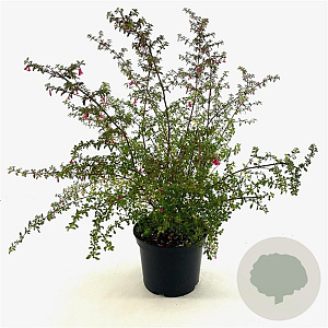Fuchsia microphylla 25-30 cm 2,0L