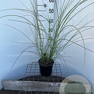 Miscanthus sin. 'Gracillimus' 40-50 cm 2,5L