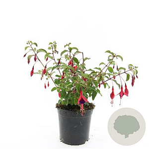 Fuchsia 'Mrs Popple' GM 1.5