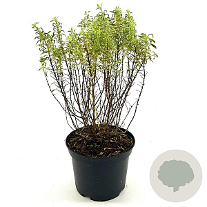Fuchsia 'Sharpitor' 25-30 cm 2,0L