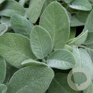 Salvia off. 'Berggarten' GM P9