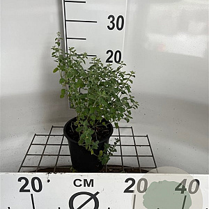 Nepeta faassenii 'Grol' GM C1.3