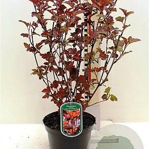 Physocarpus opulifolius 'Lady in Red' 80-100 cm 7,5L
