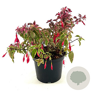 Fuchsia 'Tom West' 25-30 cm 2,0L