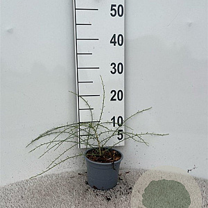 Genista lydia 20-25 cm C1.3