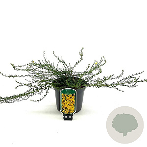 Genista pilosa 'Vancouver Gold' 25-30 cm 2,0L