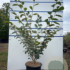 Hamamelis int. 'Feuerzauber' 125-150 cm 20L