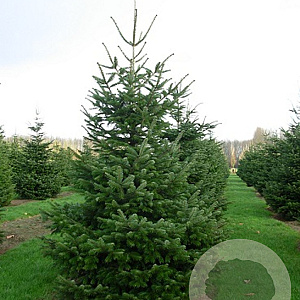 Abies nordmanniana 200-225 cm draadkluit solitair