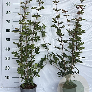 Acer campestre 60-80 cm 2,0L