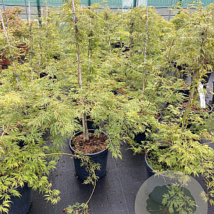 Acer pal. 'Dissectum' 80-100 cm 20L
